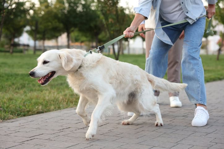 How to Stop Dog Pulling on the Leash