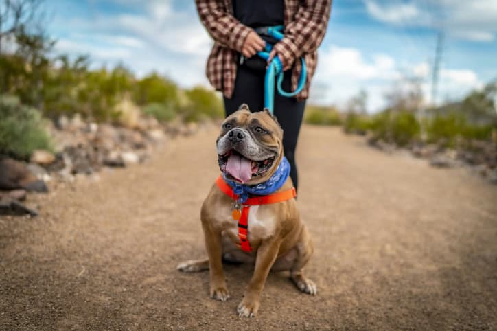 Stop Dog Lunging on Walks