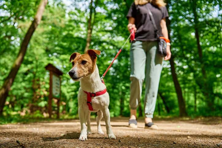 best harness for dogs that pull