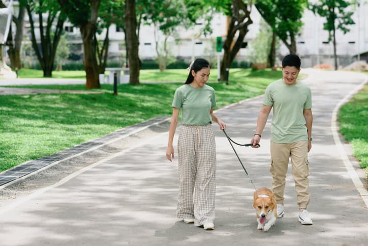 dog pulls toward other dogs on walks