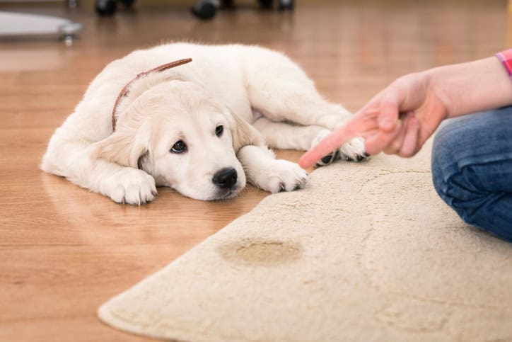 Puppy Potty Training Schedule (Step-by-Step Guide)