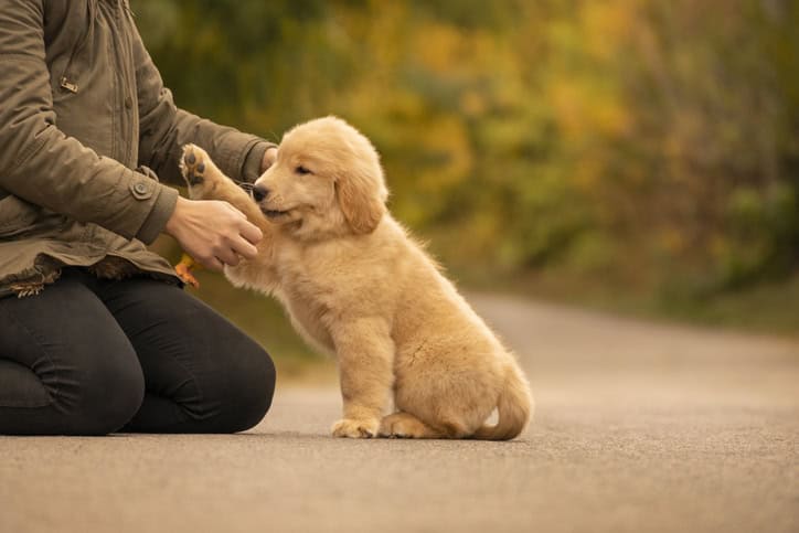 How to Teach Basic Dog Commands at Home (Step-by-Step Guide)